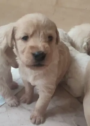 Labradoodle x goldendoodlewelpen 