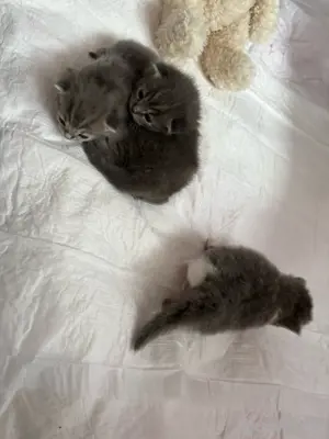 Maine Coone XXL BKH Kitten