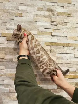 Bengal Kitten XXL Rosetten Ostern Angebot 