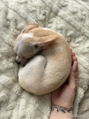 Chihuahua Welpe 