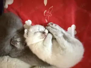 Bkh Katzenbaby