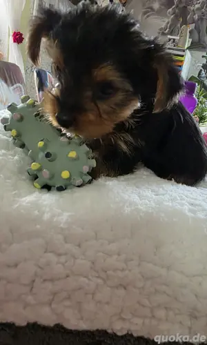 Yorkie-Welpen 