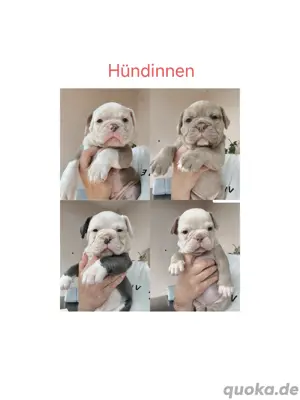 Bezaubernde *New English Bulldog* Welpen !!