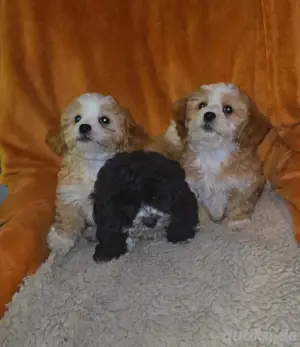 Süße Shih tzu Toypudel Welpe 