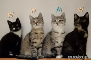 Ekh Bkh Kitten Mix abgabebereit 