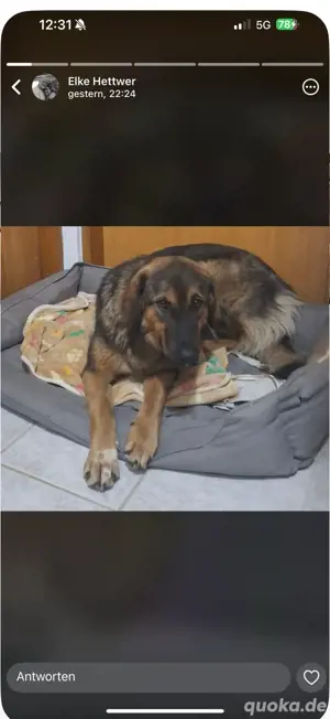 Suki ,15 Monate alt. Hündin