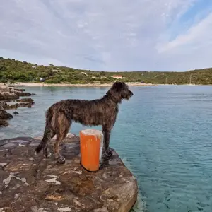 Irish Wolfhound   Irischer Wolfshund Welpen
