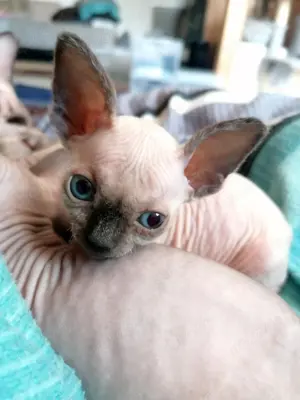 Canadian Sphynx