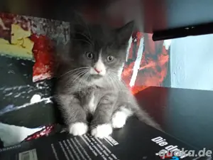 beby kitten 