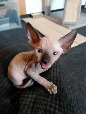 Canadian Sphynx 