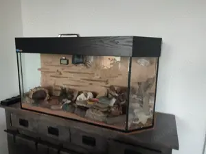 Terrarium mit 2 Leopardgeckos und viel Zubehör 