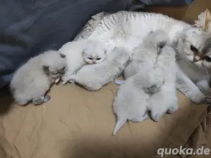 BKH-Ragdoll Kitten mit Zubehör  Bild 8