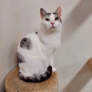 Saphir- edler Kuschelkater sucht DICH!