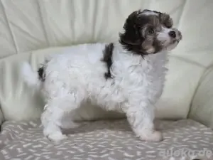 Abgabebereit! Chinese crested Powderpuff Hündin
