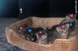    Süße Babykatzen (6 Wochen alt) suchen bald ein liebevolles Zuhause   