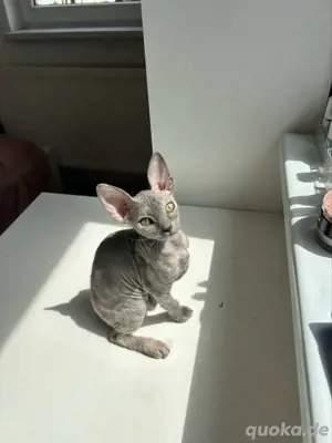 Brush Sphynx