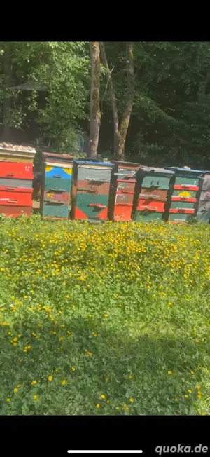 bienenvolk 