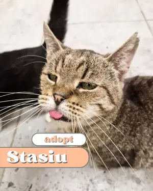 Katzenopi Stasiu sucht kuscheliges Körbchen