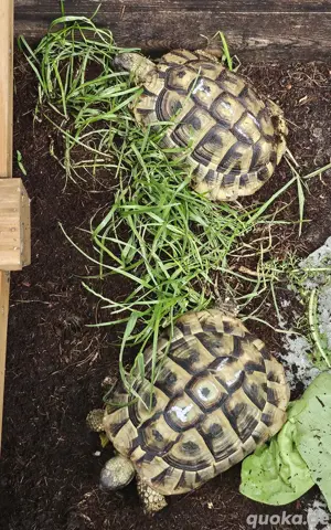 verkaufe Schildies 