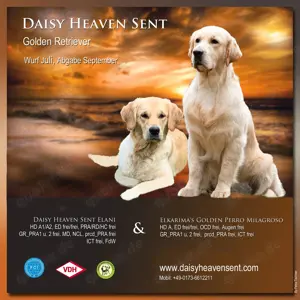 Golden Retriever Welpen VDH GRC 