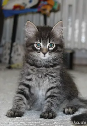 Katzen Kitte Männlich Norwegische Waldkatze & Californischer Ragdoll