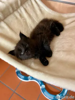 Main Coon Kitten 