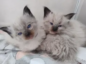 Siam Ragdoll Kitten suchen ein tolles Zuhause 