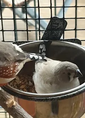Zebrafinken Junge von März 25