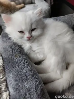 blh perser kater mit nase