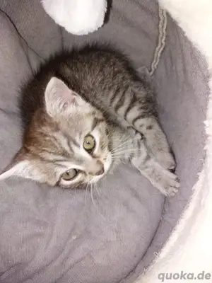 katze perser mix 