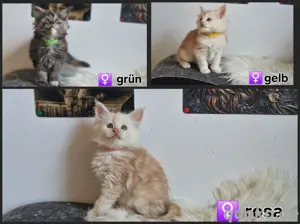 reinrassige Maine Coon Kitten
