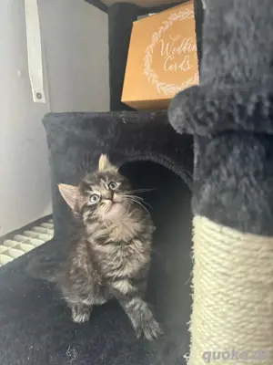 katzenbaby