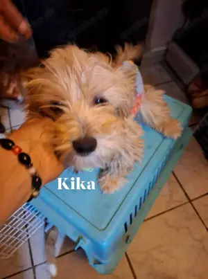 Süße Kika sucht zuhause