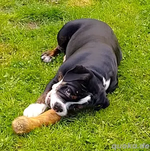 3 Wunderschöne Old English Bulldog Welpen in Sonderlackierung 