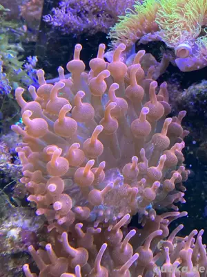 Blasenanemone Quadricolor Sunburst