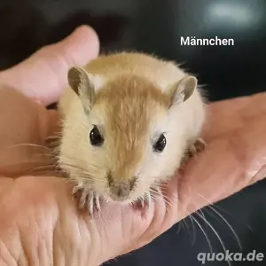 Wüstenrennmäuse Jungtiere 