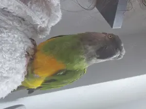 Mohrenkopfpapagei Henne gesucht 