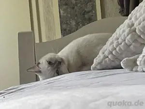 BHK katze sucht liebevolles zuhause 