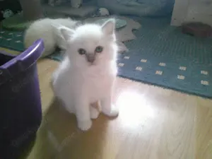  Heilige Birma kitten  reinrassig