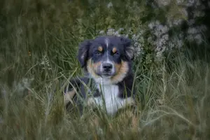 Wundervolle Australian Shepherd Welpen