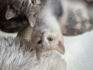 Zuckersüßes BKH Kitten mit Stammbaum darf  ausziehen 