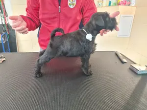 Zwergschnauzer Welpen schwarz  Bild 2