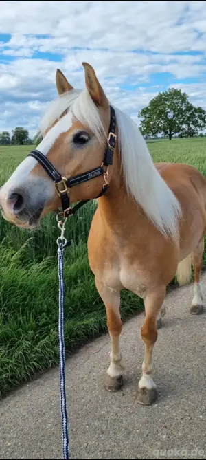 Haflinger Stute