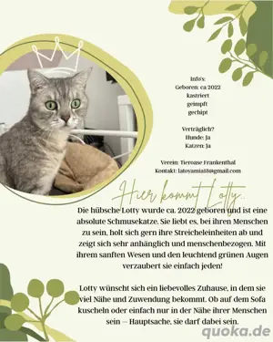 süße Maus sucht neues zu Hause