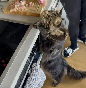 Maine Coon Kater Zur Zucht.