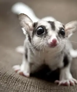 Sugar glider gesucht ! In Nähe Stuttgart 