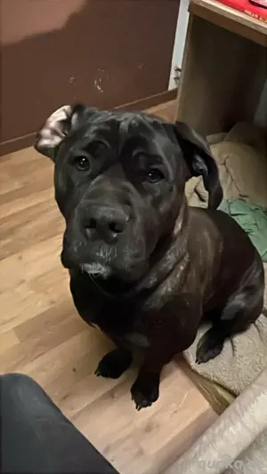 Cane Corso Dame