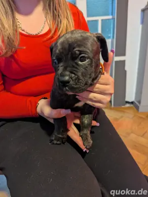 Cane Corso Welpe 