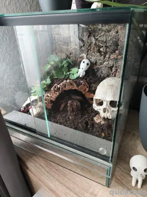 Vogelspinnen mit Terrarium weiblich