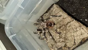 Vogelspinne Vitalius Chromatus